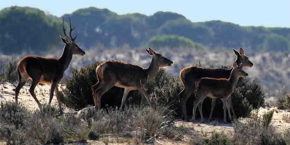 Familia de ciervos que puedes ver en una excursión al Parque Nacional de Doñana.