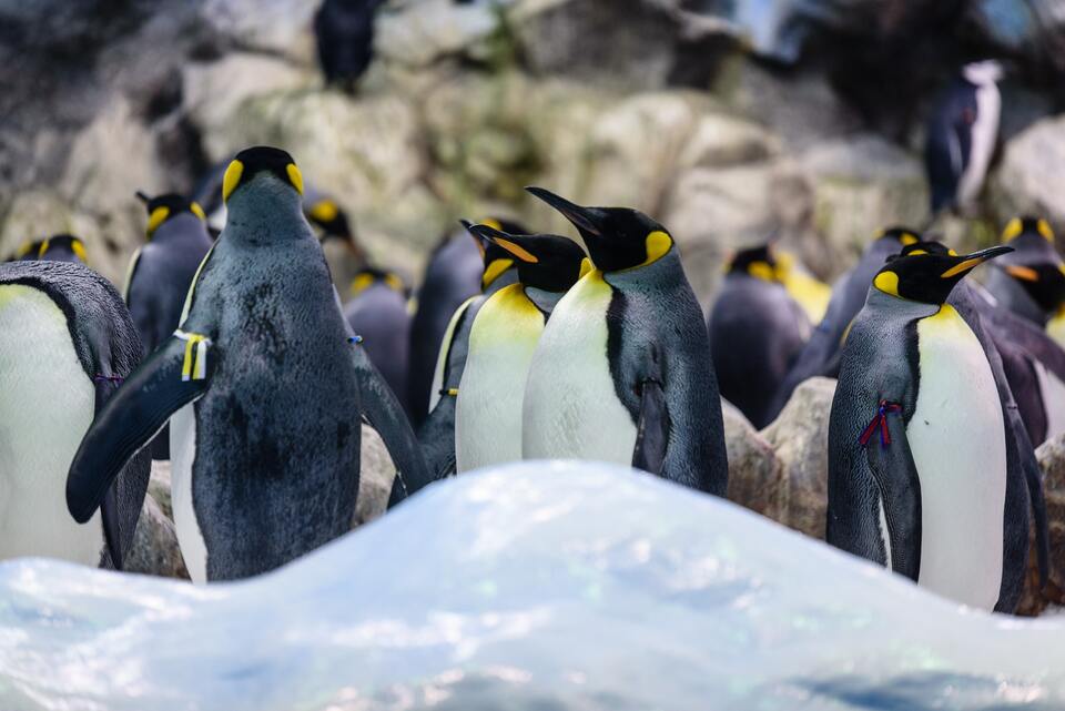 Pingüinos del Loro Parque