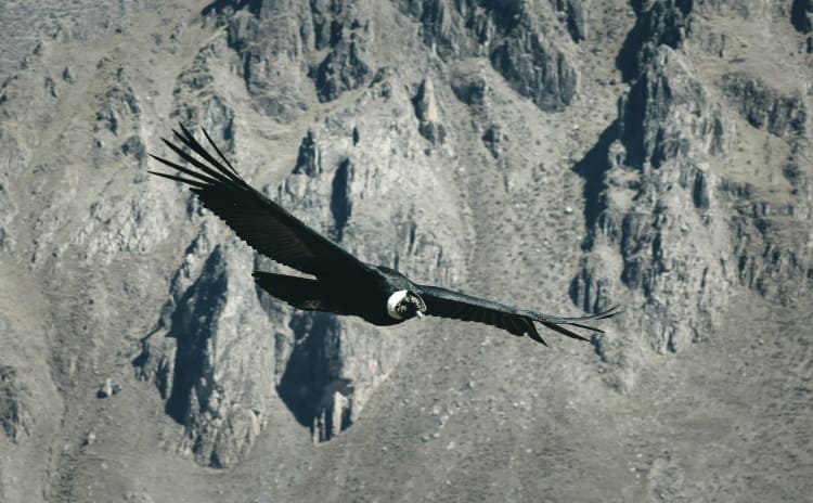 Majestuoso vuelo del Cóndor andino.